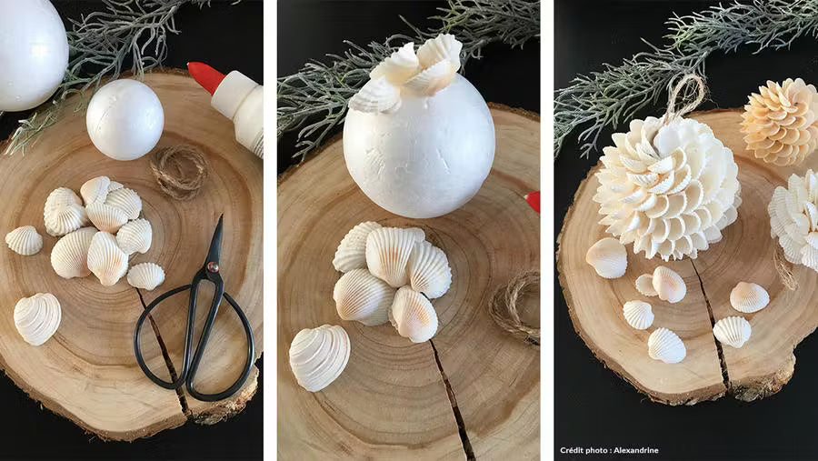 Que faire avec les coquillages ramassés sur la plage 